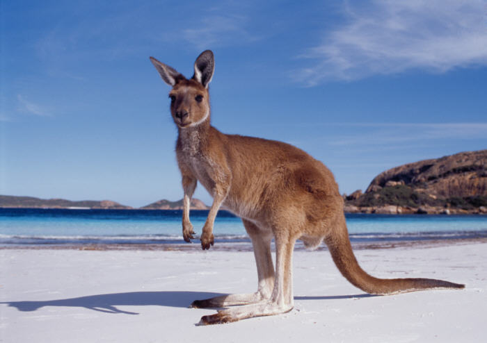 Kangaroo on the beach, Esperance WA. Photo Richard Powers Tourism Australia Copyright